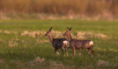 Roe Deer(Capreolus capreolus) females in springtime