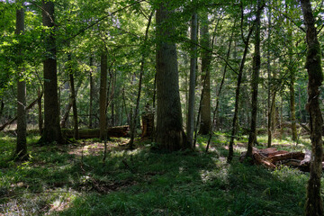 Shady deciduous tree stand