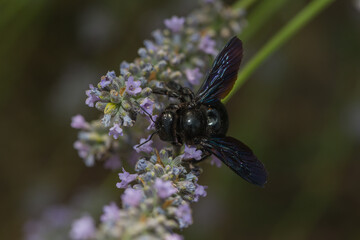 a violet carpenter bee on a blossom