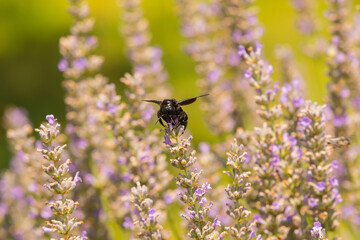 a violet carpenter bee on a blossom