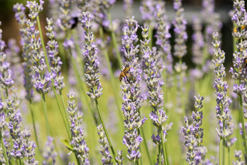 insects in a lavender bush