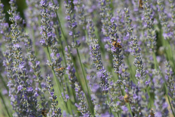 Obraz premium insects in a lavender bush