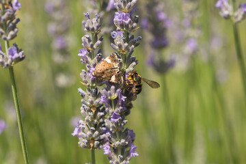 insects in a lavender bush