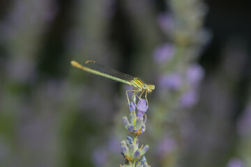 a dragonfly on a lavander blossom