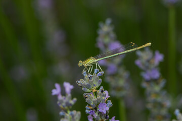 a dragonfly on a lavander blossom