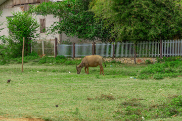 Fototapeta premium Buffalo grazing on a farm in the mountains of Luang Prabang Laos, surrounded by lush green trees and lovely mountains and farm houses 