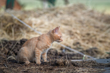 Beautiful red kitten on an agricultural farm.