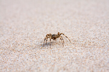 Spider on the beach