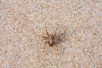 spider on the beach