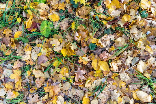 Colorful background image of fallen autumn leaves.