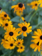 Close up of Black Eyed Susan flowers growing in the landscape