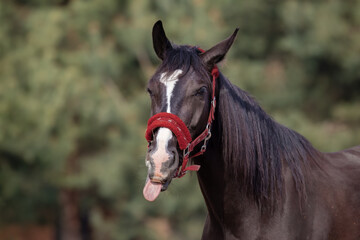 Horse with tongue out, horse head, beautiful domestic animal, bridle, head harness. Horse and tongue, used as a riding school for teenagers and children. A horse with a silly face in the paddock