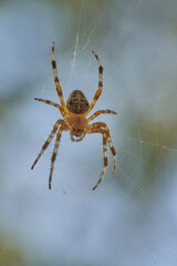 A spider with cross on the back sitting in its web