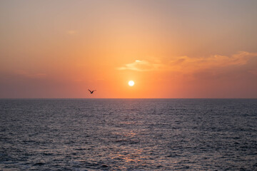 Seagull flying over the sea at sunset