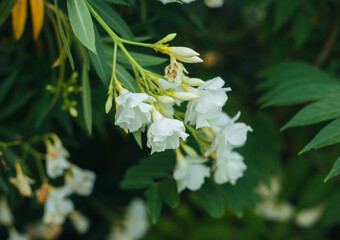 Delicate flowers of white oleander, Nerium oleander, bloomed in summer. Shrub, small tree, garden plant. Natural beautiful background.