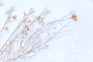 snow covered branches