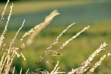 Closeup of ripe grass spikelets against green background