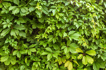 Fototapeta na wymiar Background of green leaves of a fast-growing vine, maiden grapes