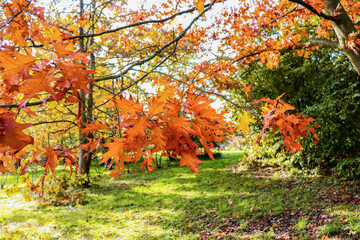 Autumn landscape. Forest or park with yellow tree leaves on a sunny autumn day.