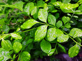green leaves with dew drops