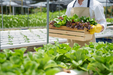 Fresh vegetable hydroponic system..Organic vegetables salad growing garden hydroponic farm Freshly...