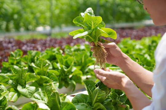 Fresh vegetable hydroponic system..Organic vegetables salad growing garden hydroponic farm Freshly harvested lettuce organic for health food Earths day concept.