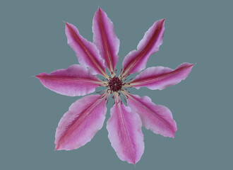 Opened clematis flower.