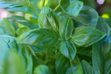 fresh basil leaves