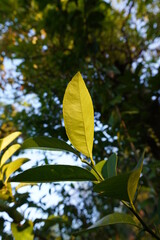 leaves in the forest