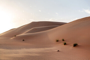 Fototapeta na wymiar Natural sand dunes landscape in the desert in Abu Dhabi in UAE