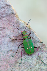 Green Tiger Beetle - Cicindela campestris
