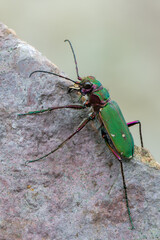 Green Tiger Beetle - Cicindela campestris