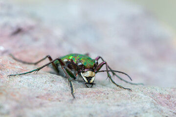 Green Tiger Beetle - Cicindela campestris