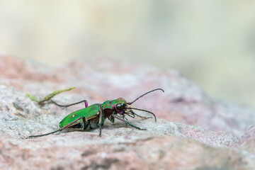Green Tiger Beetle - Cicindela campestris