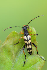 a longhorn beetle - Rutpela maculata