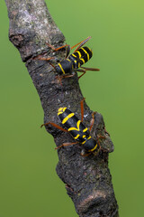 wasp beetle - Clytus arietis
