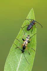 longhorn beetles - Rutpela maculata, Ropalopus femoratus