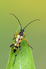 a longhorn beetle - Rutpela maculata