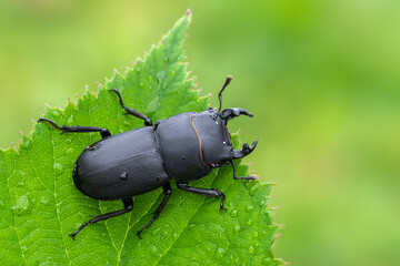 Lesser Stag Beetle - Dorcus parallelipipedus