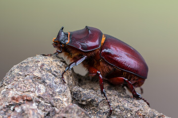 insect - European rhinoceros beetle - Oryctes nasicornis