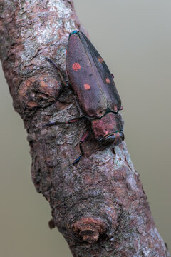Buprestidae - beetle - Chrysobothris affinis