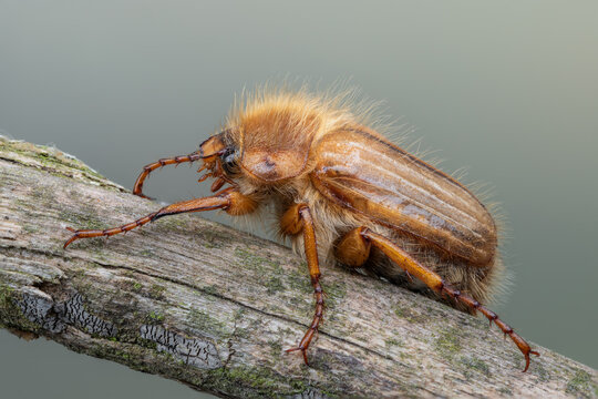 insect - beetle - Amphimallon solstitiale