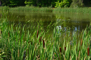 Obraz premium reeds with green grass on the edge of lake in the forest