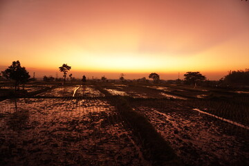 Fototapeta premium sunset over the field