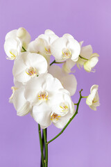 Fototapeta na wymiar Blossoming white orchid against pastel purple colored background, vertical format