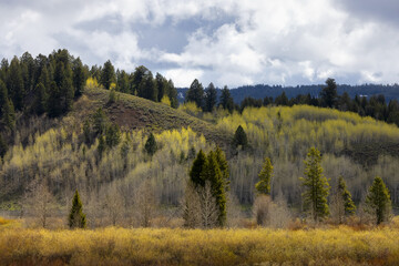 Trees, Land and Mountains in American Landscape. Spring Season. Grand Teton National Park. Wyoming, United States. Nature Background.