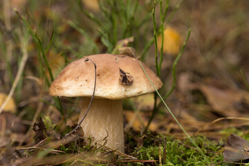 Harvesting forest mushrooms from ecologically clean places