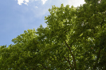 Grüne Baumkronen vor strahlend blauem Himmel