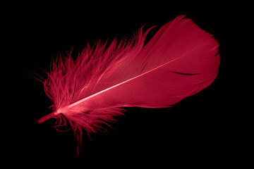 a red goose feather on a black isolated background