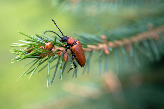 a red-brown longhorn beetle, stictoleptura rubra, on the twig from a spruce at a summer day
